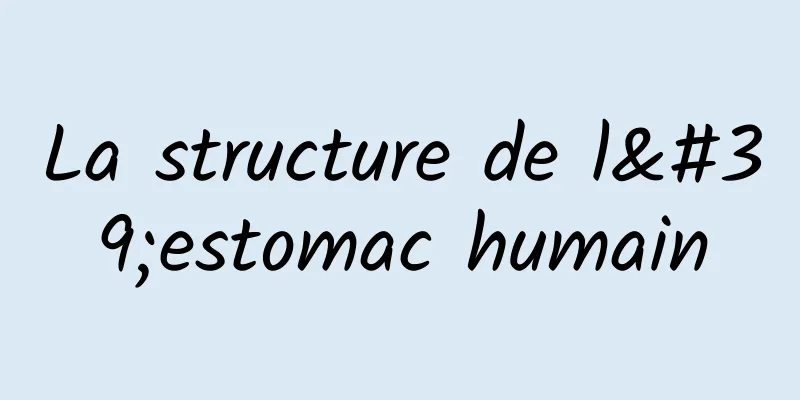 La structure de l'estomac humain