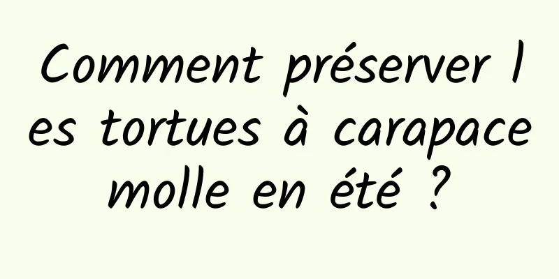 Comment préserver les tortues à carapace molle en été ? 