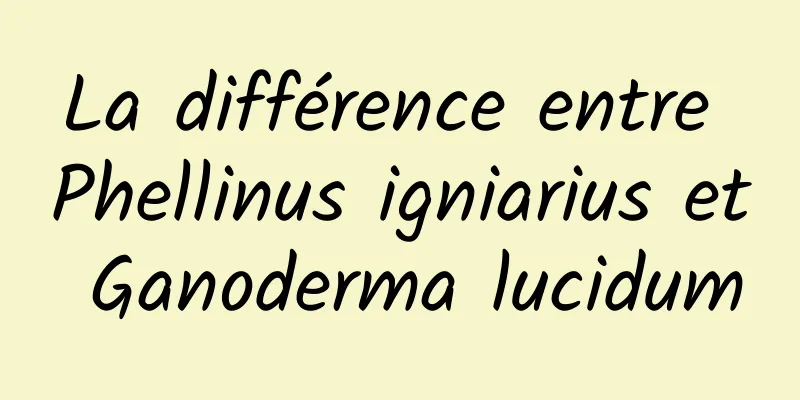 La différence entre Phellinus igniarius et Ganoderma lucidum