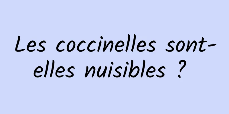 Les coccinelles sont-elles nuisibles ? 