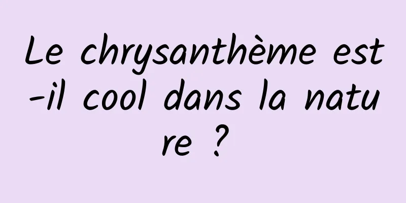 Le chrysanthème est-il cool dans la nature ? 