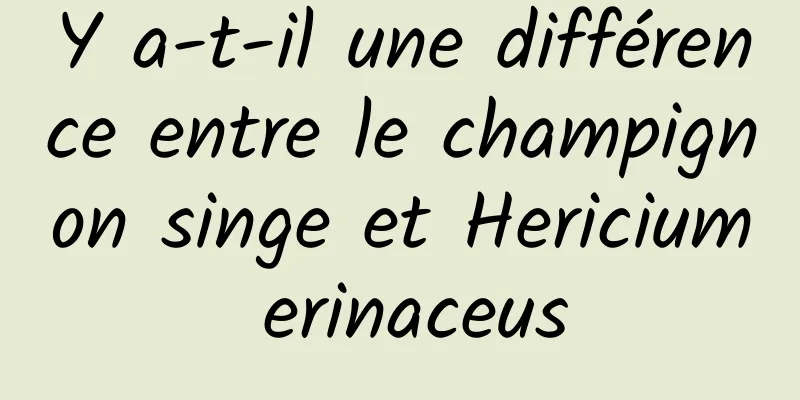 Y a-t-il une différence entre le champignon singe et Hericium erinaceus