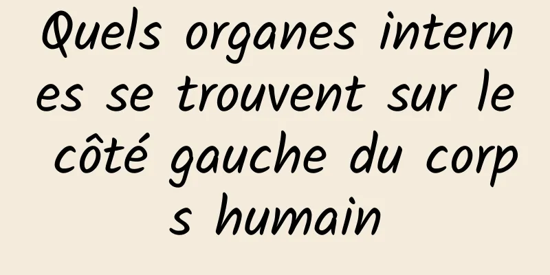 Quels organes internes se trouvent sur le côté gauche du corps humain