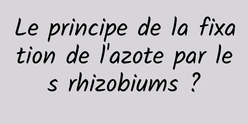 Le principe de la fixation de l'azote par les rhizobiums ?