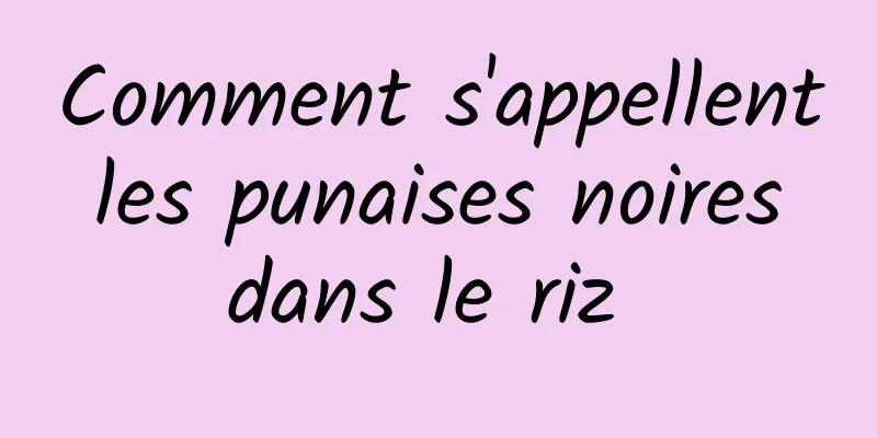 Comment s'appellent les punaises noires dans le riz 