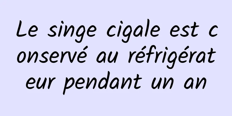 Le singe cigale est conservé au réfrigérateur pendant un an