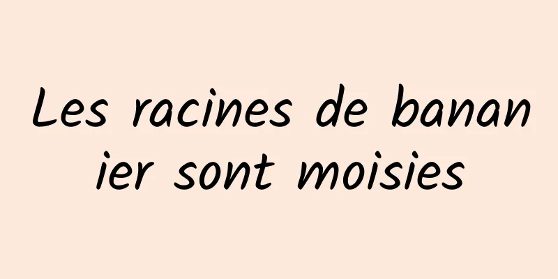 Les racines de bananier sont moisies