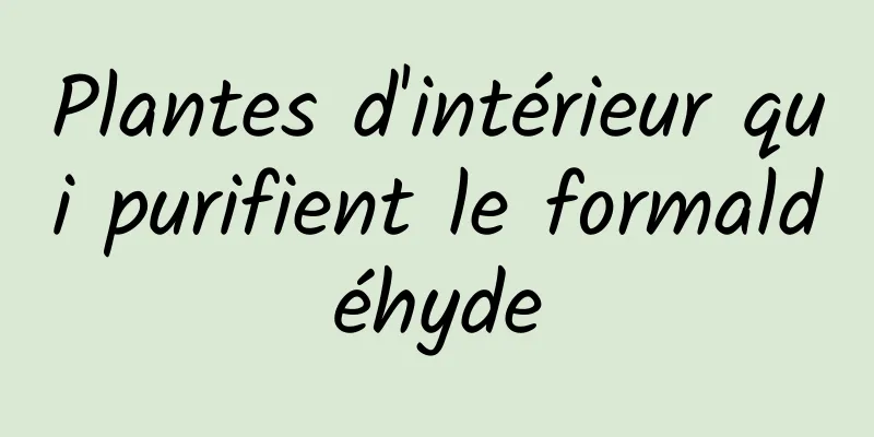 Plantes d'intérieur qui purifient le formaldéhyde