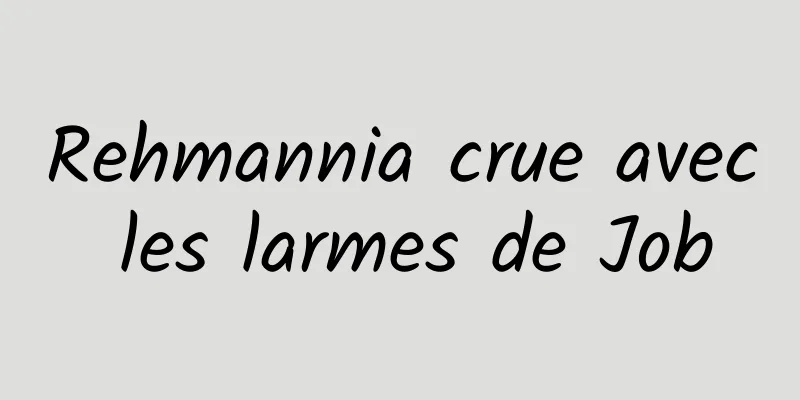 Rehmannia crue avec les larmes de Job