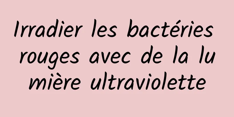 Irradier les bactéries rouges avec de la lumière ultraviolette