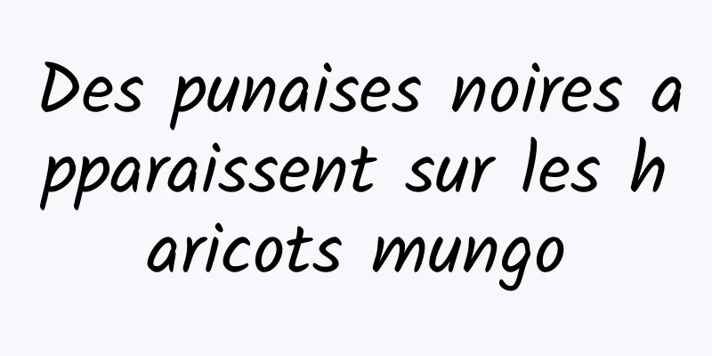 Des punaises noires apparaissent sur les haricots mungo