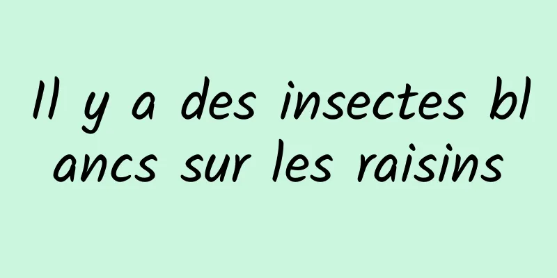 Il y a des insectes blancs sur les raisins