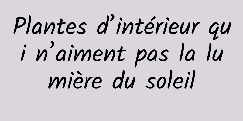 Plantes d’intérieur qui n’aiment pas la lumière du soleil