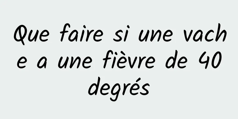 Que faire si une vache a une fièvre de 40 degrés 