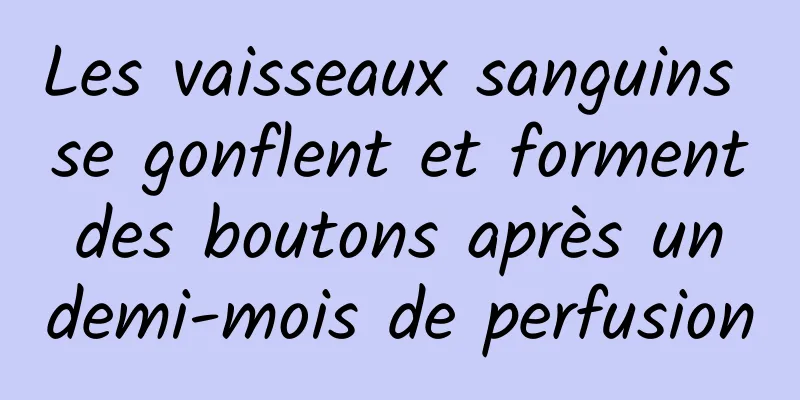 Les vaisseaux sanguins se gonflent et forment des boutons après un demi-mois de perfusion