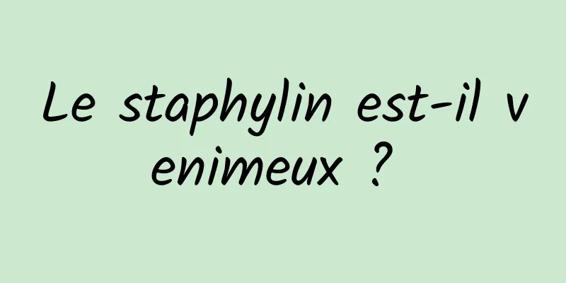 Le staphylin est-il venimeux ? 