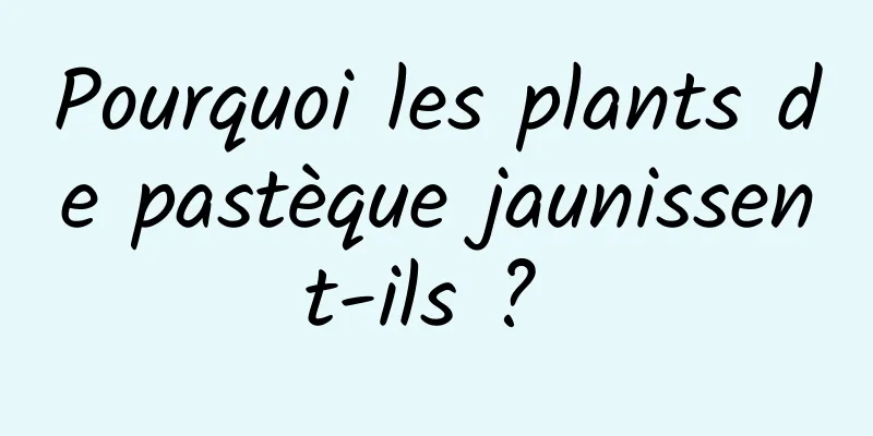 Pourquoi les plants de pastèque jaunissent-ils ? 