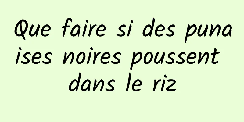 Que faire si des punaises noires poussent dans le riz