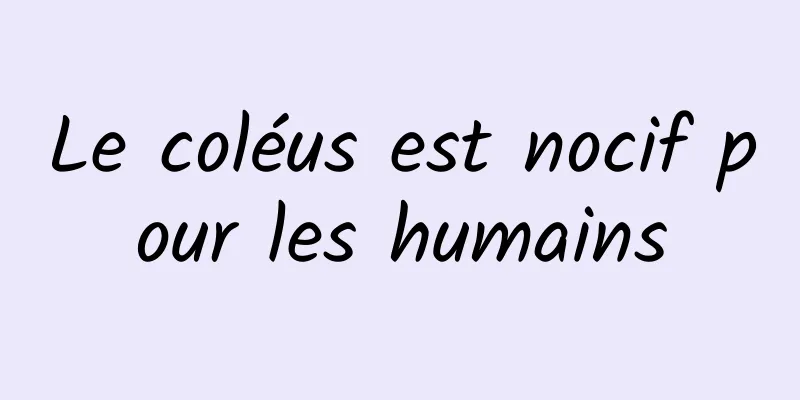 Le coléus est nocif pour les humains