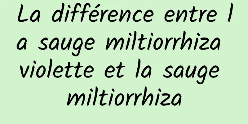 La différence entre la sauge miltiorrhiza violette et la sauge miltiorrhiza