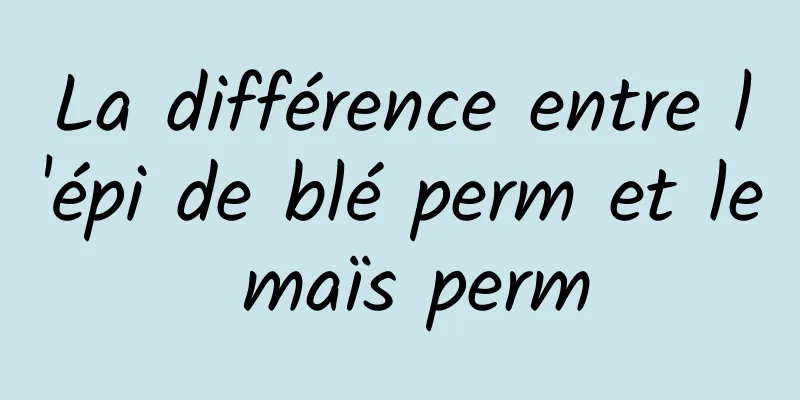 La différence entre l'épi de blé perm et le maïs perm