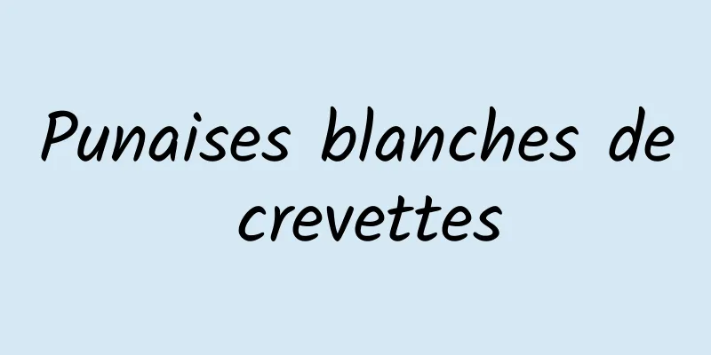 Punaises blanches de crevettes