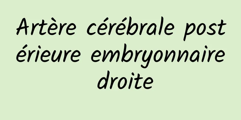 Artère cérébrale postérieure embryonnaire droite