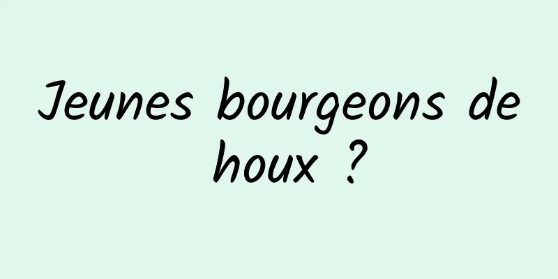 Jeunes bourgeons de houx ?