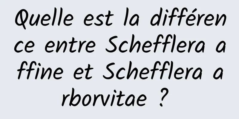 Quelle est la différence entre Schefflera affine et Schefflera arborvitae ? 