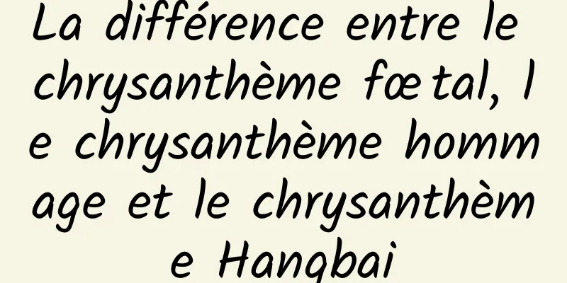 La différence entre le chrysanthème fœtal, le chrysanthème hommage et le chrysanthème Hangbai