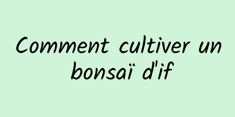 Comment cultiver un bonsaï d'if