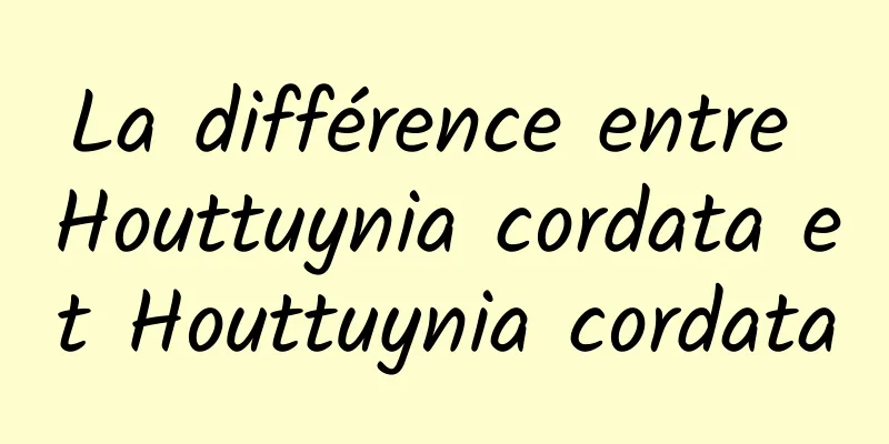 La différence entre Houttuynia cordata et Houttuynia cordata