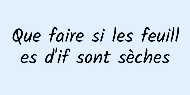 Que faire si les feuilles d'if sont sèches