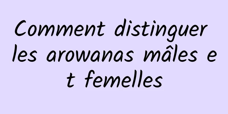 Comment distinguer les arowanas mâles et femelles