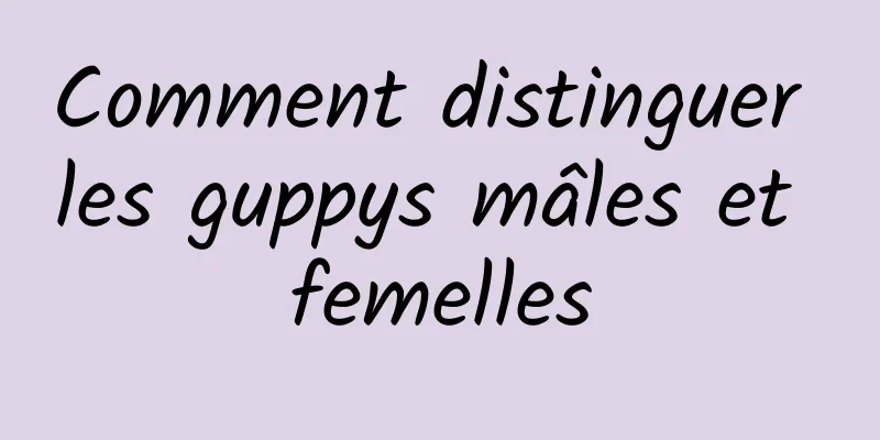 Comment distinguer les guppys mâles et femelles