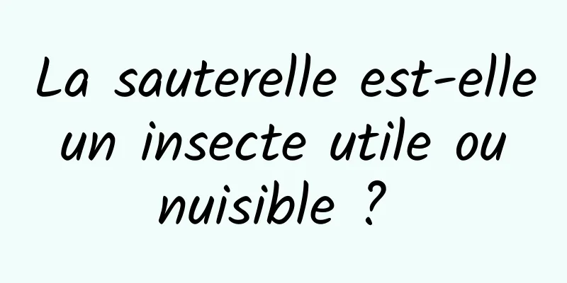 La sauterelle est-elle un insecte utile ou nuisible ? 