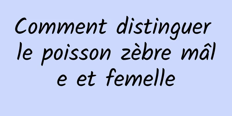 Comment distinguer le poisson zèbre mâle et femelle