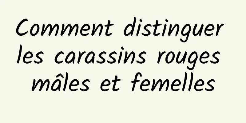 Comment distinguer les carassins rouges mâles et femelles