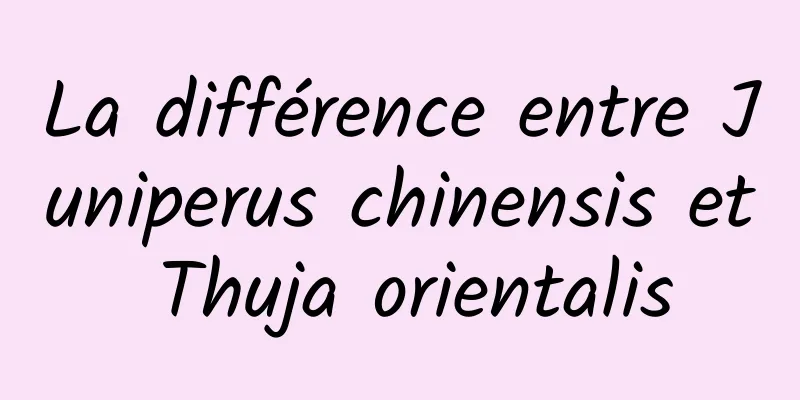 La différence entre Juniperus chinensis et Thuja orientalis