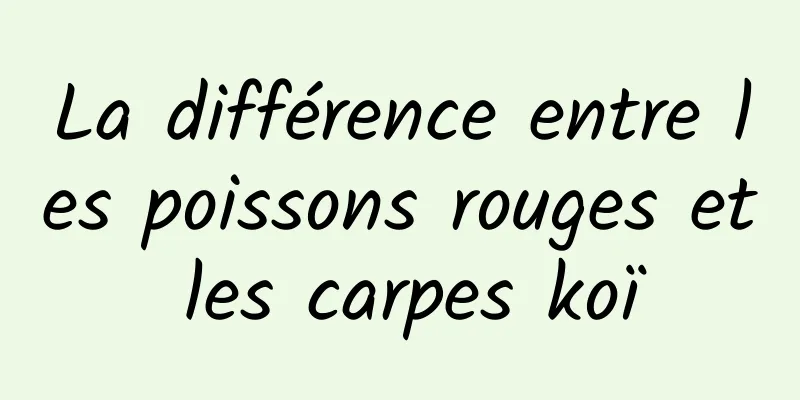 La différence entre les poissons rouges et les carpes koï