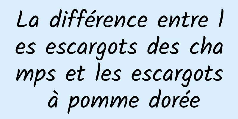 La différence entre les escargots des champs et les escargots à pomme dorée