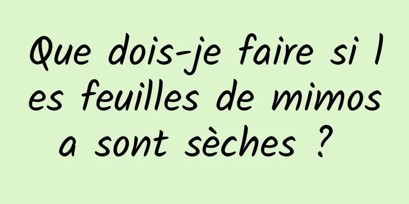 Que dois-je faire si les feuilles de mimosa sont sèches ? 