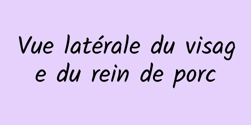 Vue latérale du visage du rein de porc