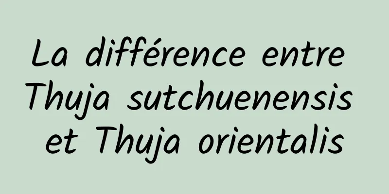 La différence entre Thuja sutchuenensis et Thuja orientalis