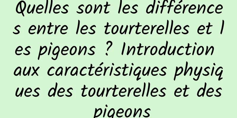 Quelles sont les différences entre les tourterelles et les pigeons ? Introduction aux caractéristiques physiques des tourterelles et des pigeons