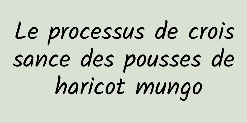 Le processus de croissance des pousses de haricot mungo