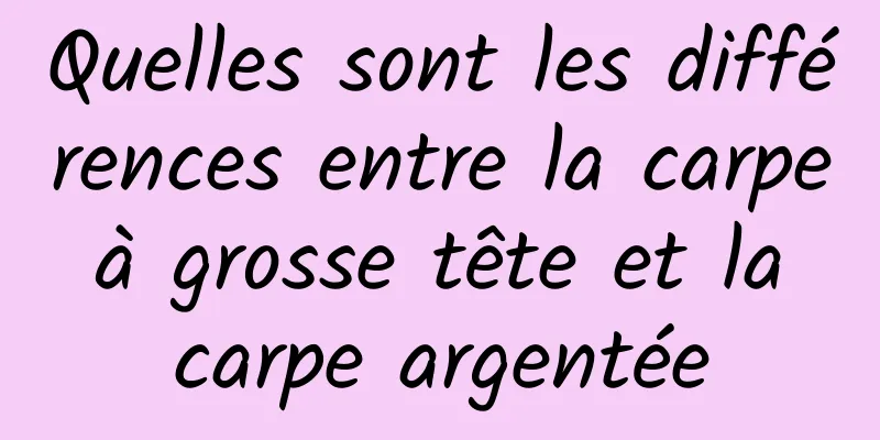 Quelles sont les différences entre la carpe à grosse tête et la carpe argentée