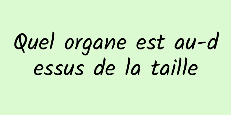 Quel organe est au-dessus de la taille