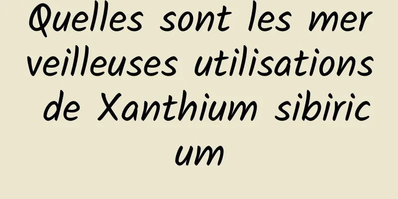 Quelles sont les merveilleuses utilisations de Xanthium sibiricum