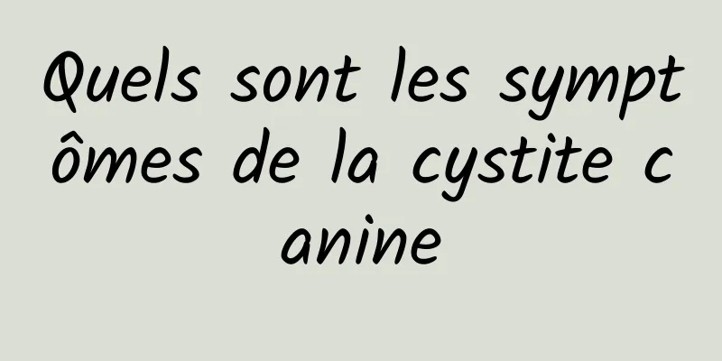 Quels sont les symptômes de la cystite canine